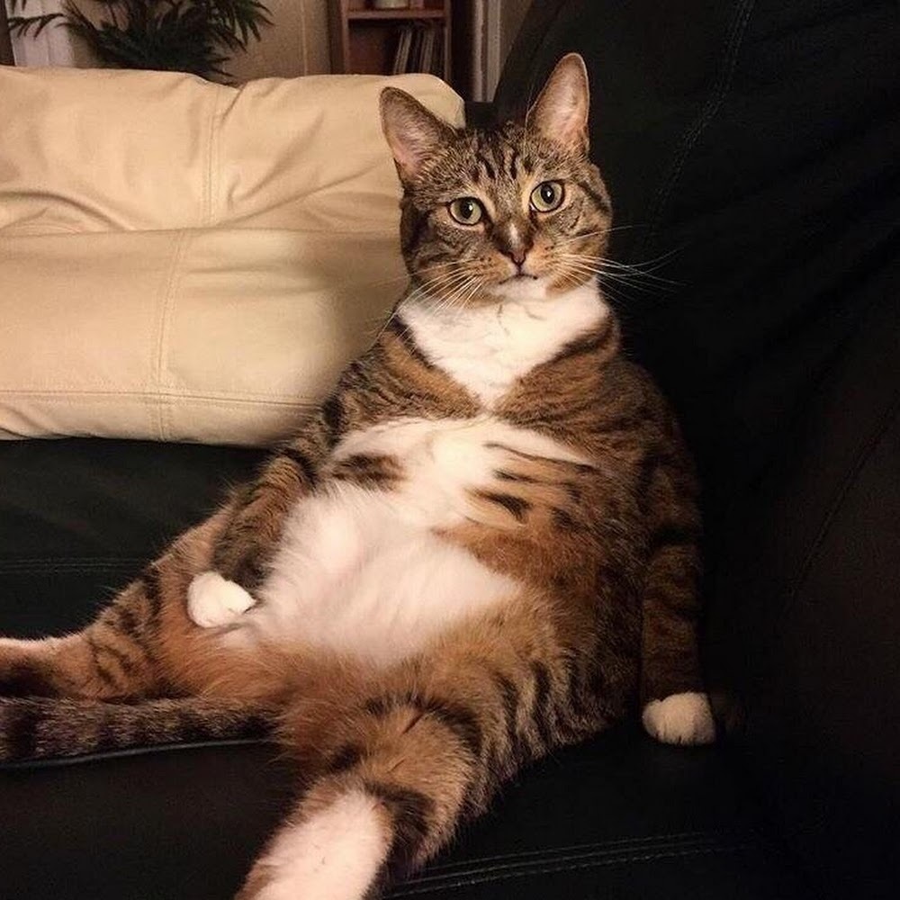 Meet your Posher, Ronni